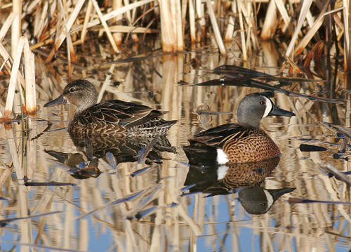 ND DUCK/PHEASANT SURVEY RESULTS