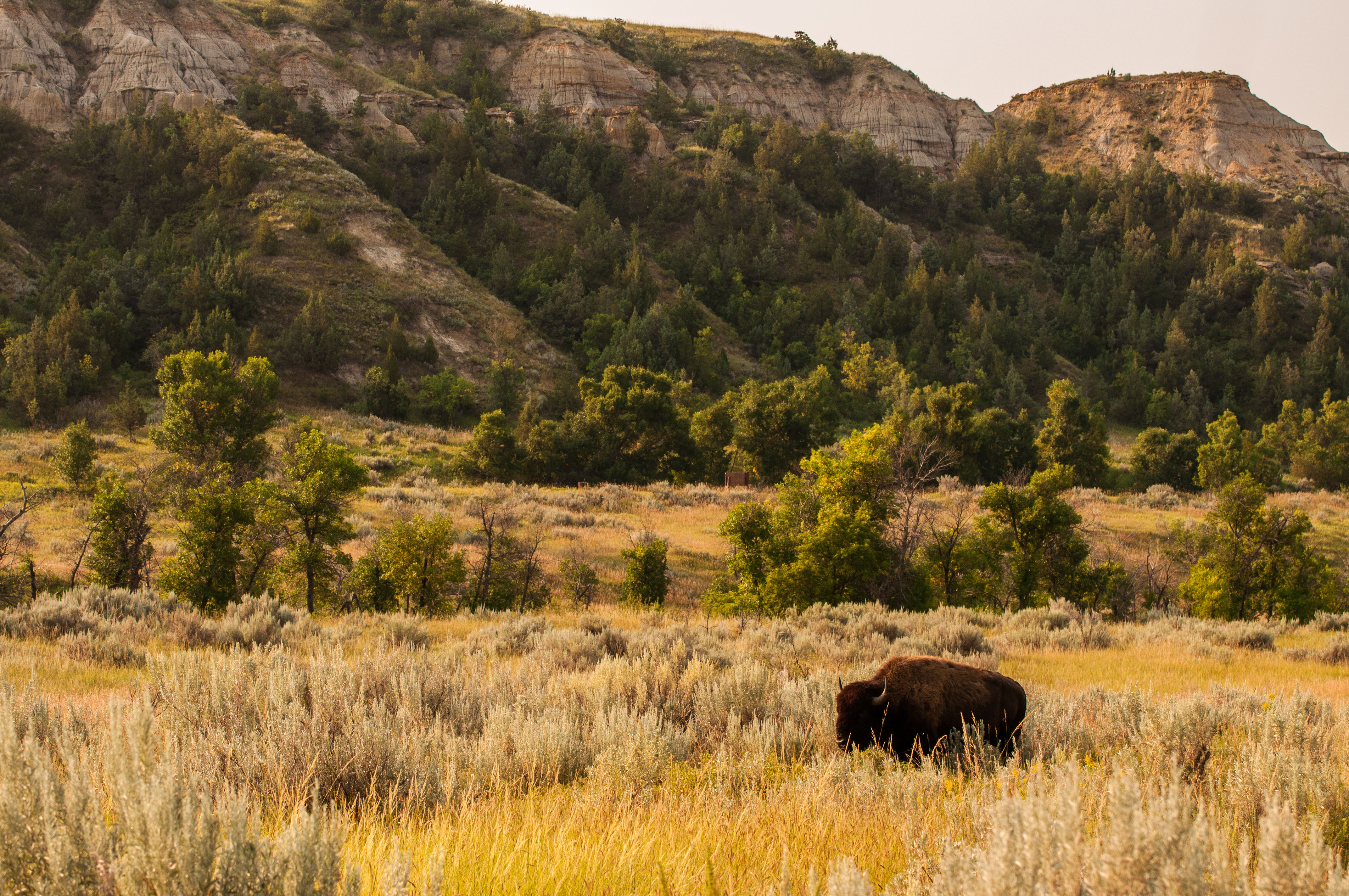 FROM THE DNR: Bison to be reintroduced?