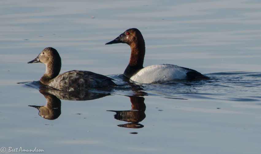 MN WATERFOWL REGS ARE OUT