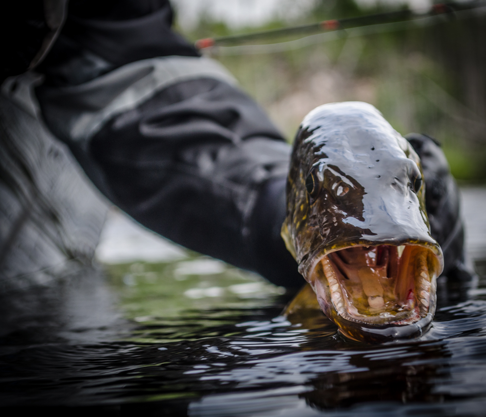 MNSJ RADIO: A NEW PODCAST IS UP!