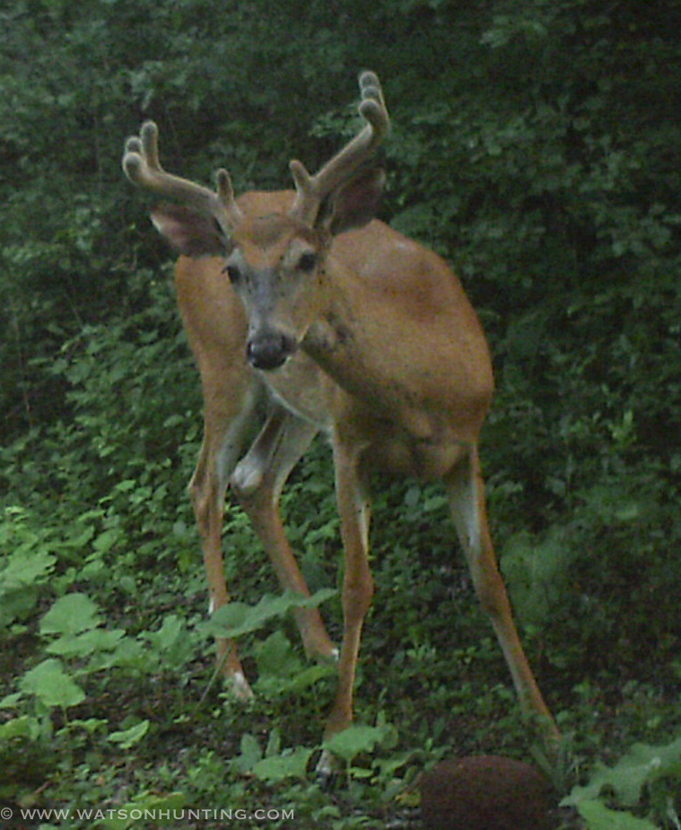 GEAR REVIEW: Big Tine Fortified Deer Blend