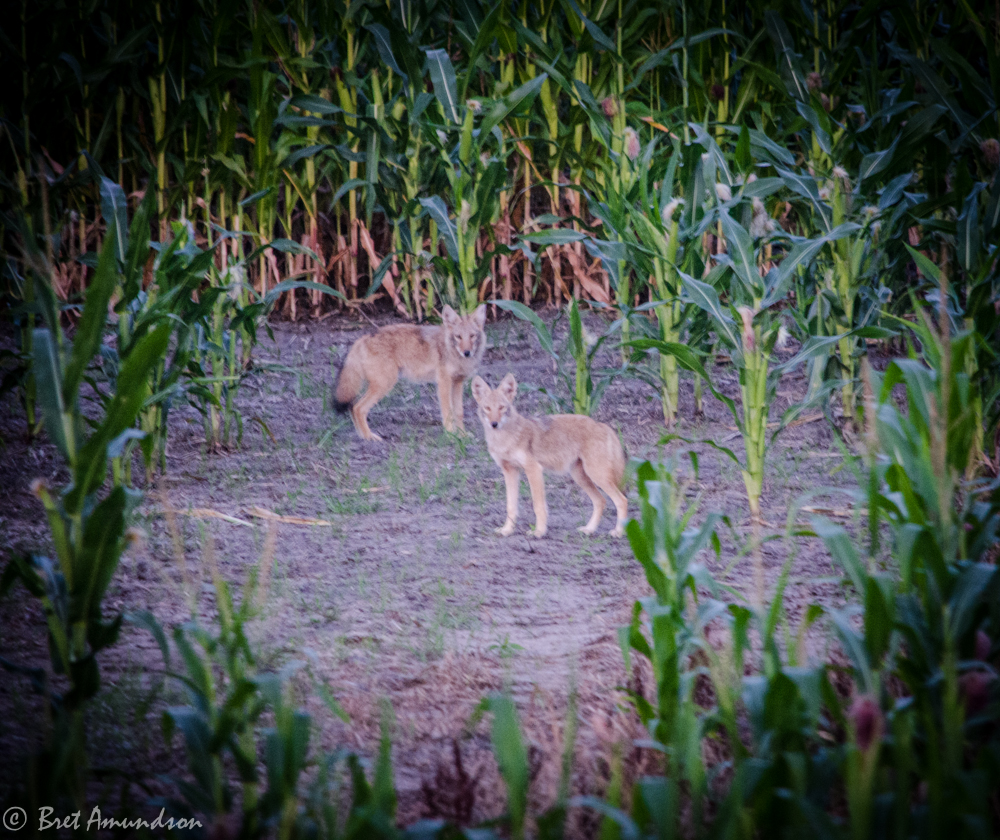 MNSJ Radio Podcast – Tyler Scott talks coyote hunting