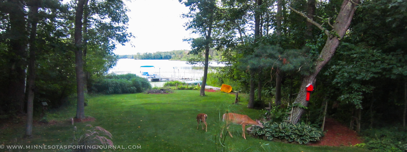 Dog vs Deer: Watch this video of a dog and fawn playing in the yard