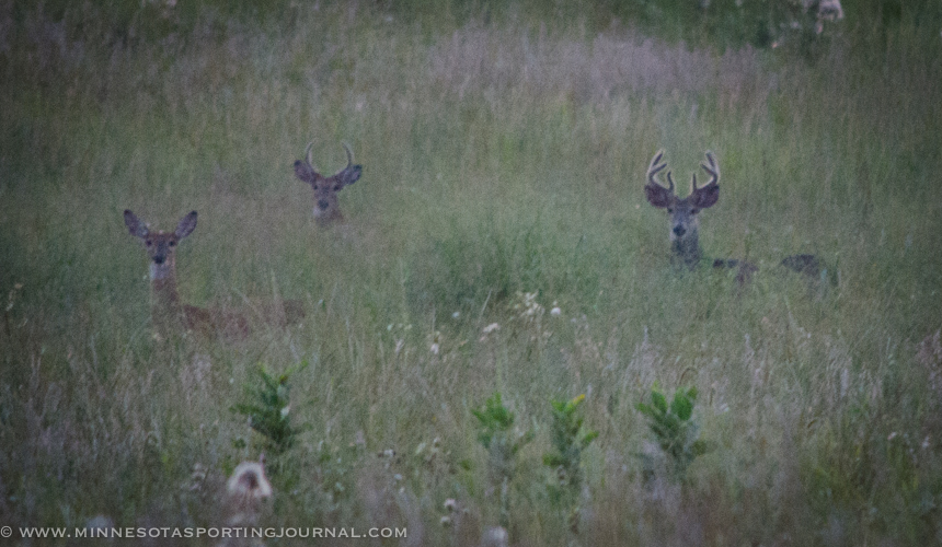 What are other states doing about the low deer numbers?