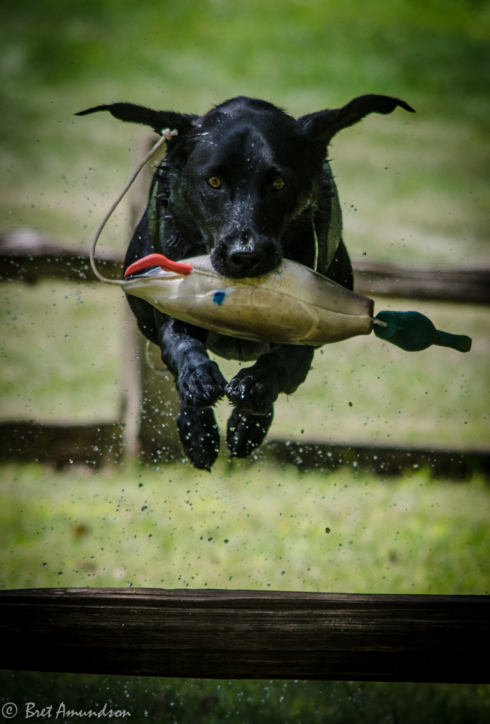 GAME FAIR PICTURES: DAY 1