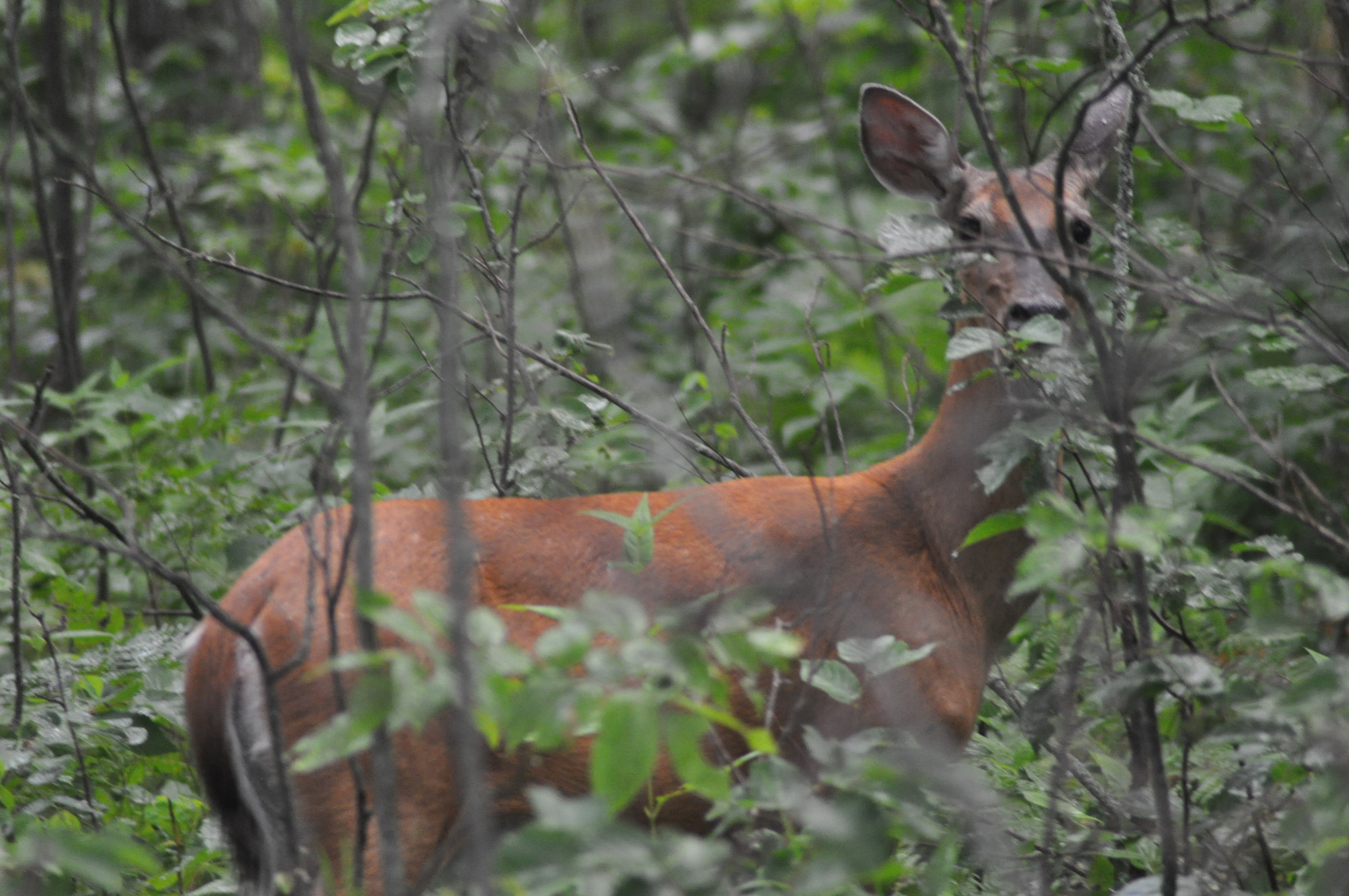 Sturgeon Study, Metro Walleye Stocking and more…from the DNR