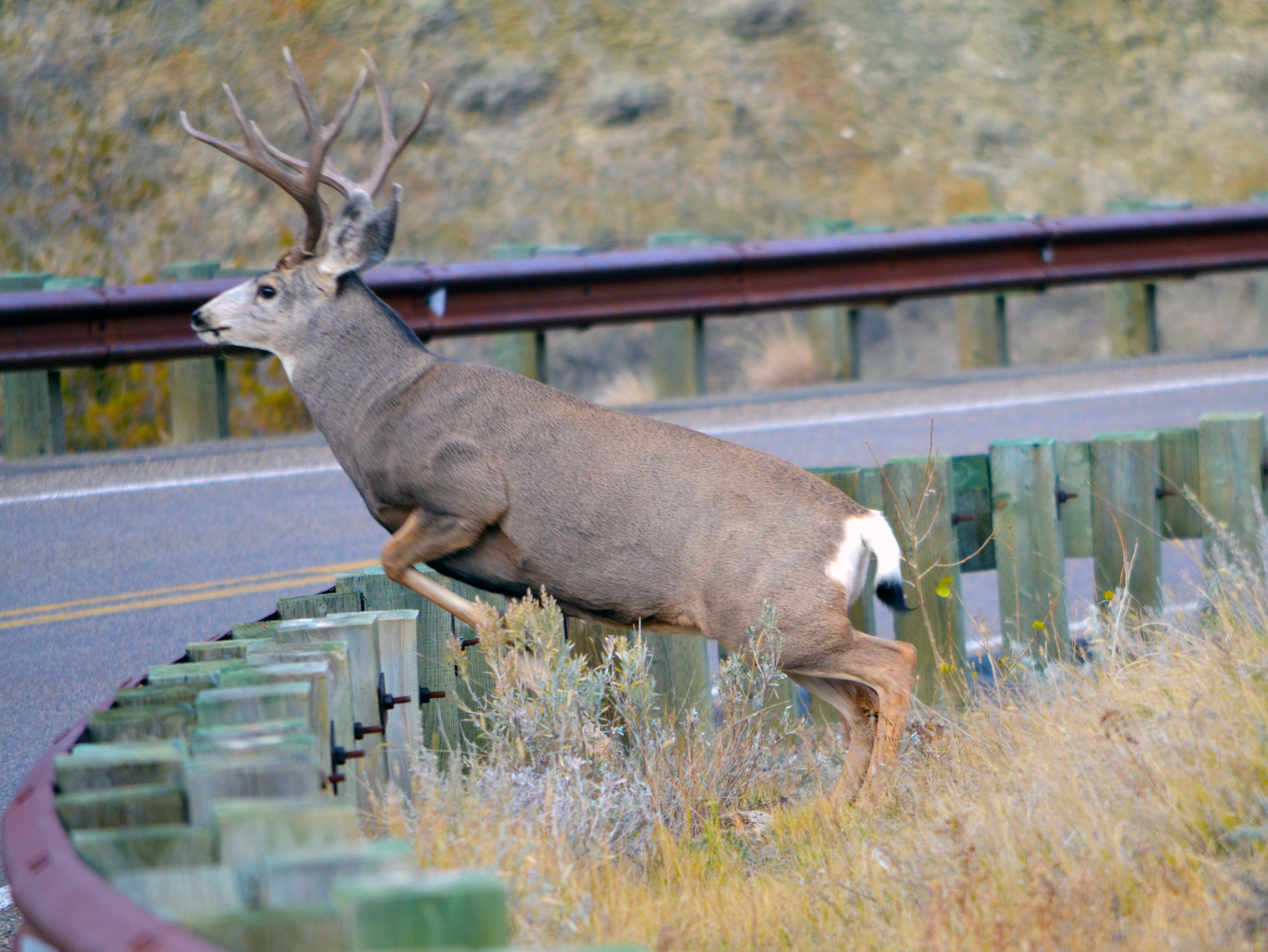 ANOTHER ONE JOINS THE PURSUIT.