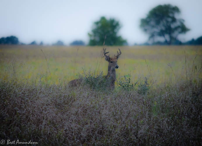 FROM THE DNR: Special Youth Deer Season Announced, Leech Lake Walleye regulation….