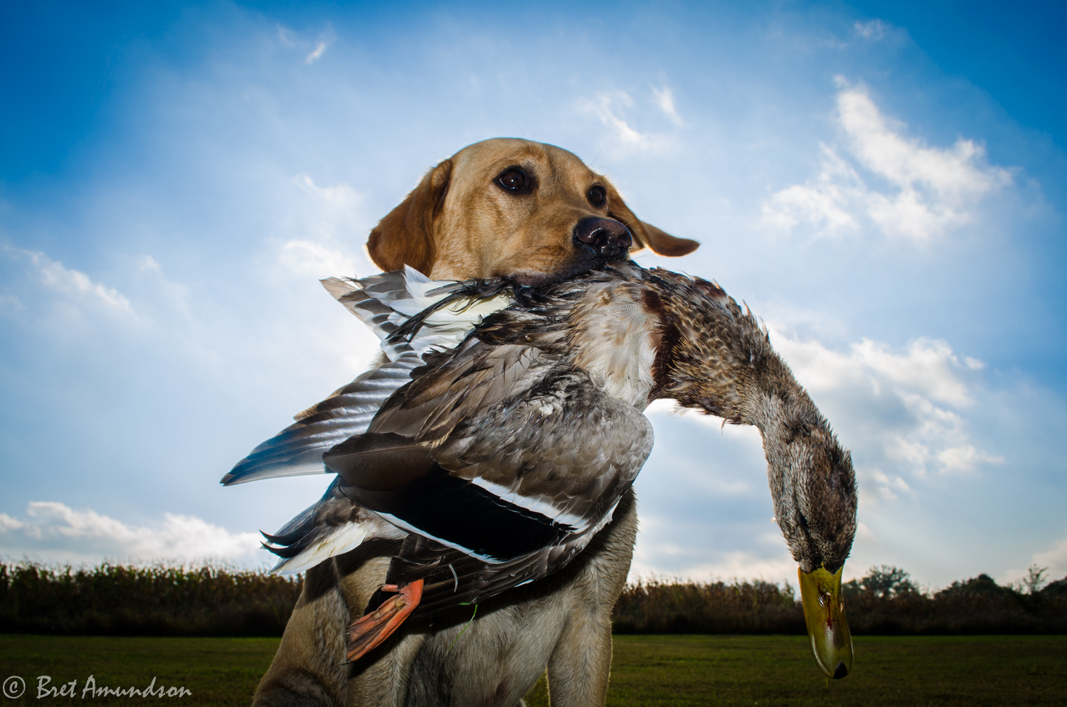 3 Questions with Steve Cordts – Waterfowl Specialist with the DNR