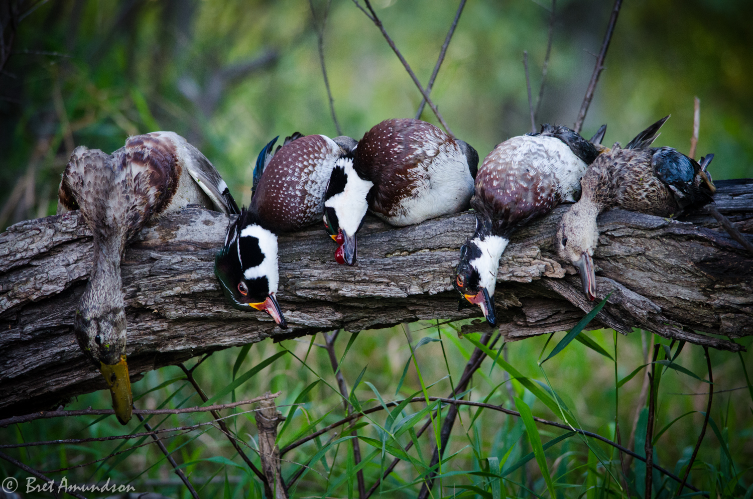 THE UPS AND DOWNS OF DUCKS