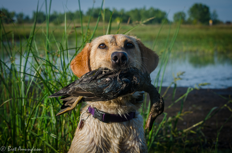 Weekly Conservation Officer Report