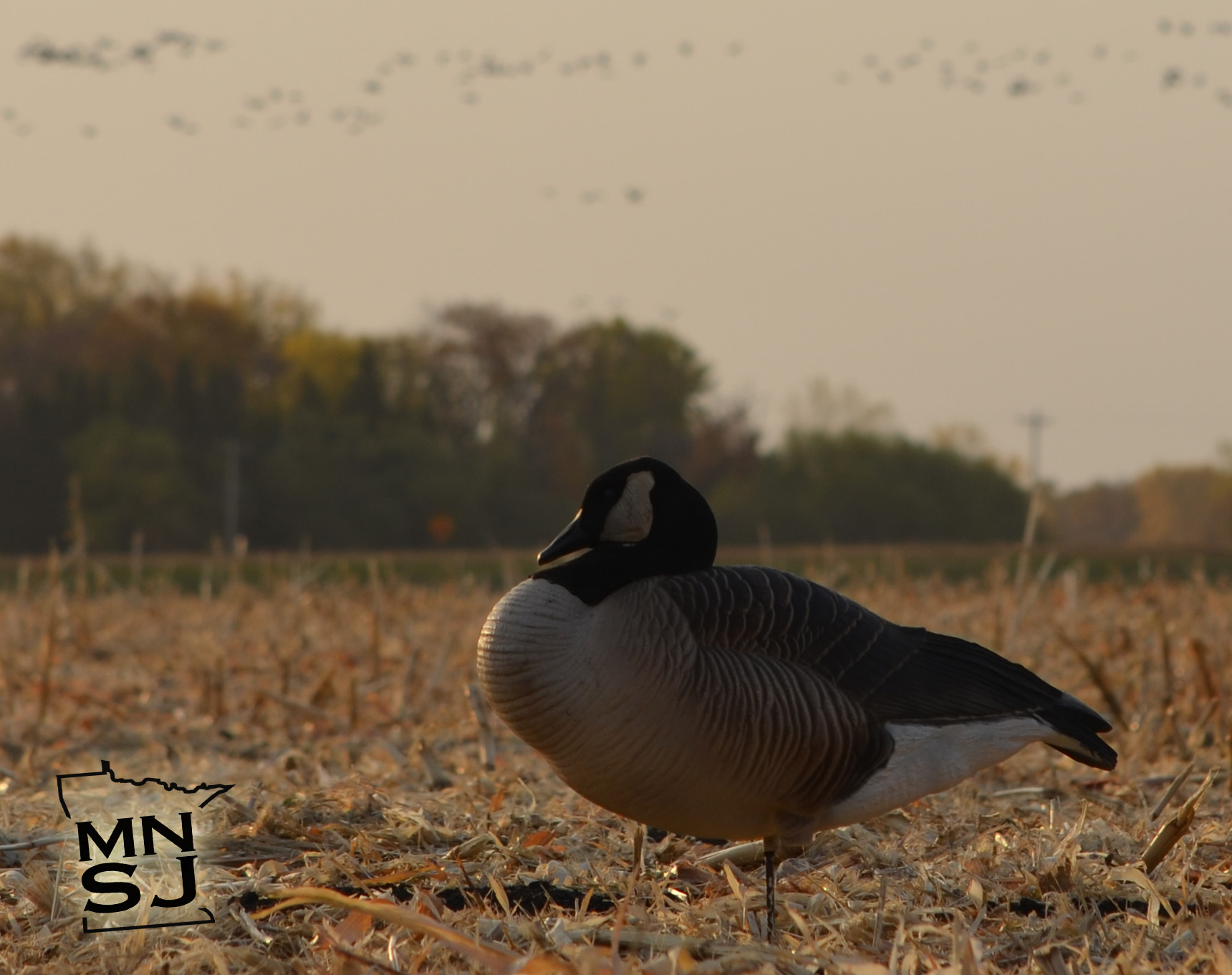 GOOSE QUESADILLAS?  A Goose Fest Specialty!