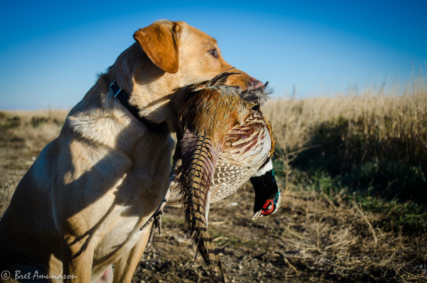 SJR | Week 474: Pheasant Forecast