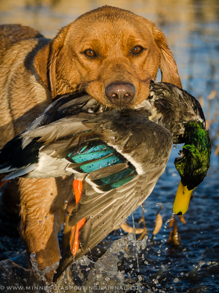 MNSJ Radio: ON THIS WEEK’S SHOW: