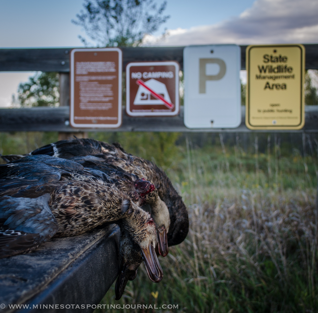 MNSJ Radio: On This Week’s Show