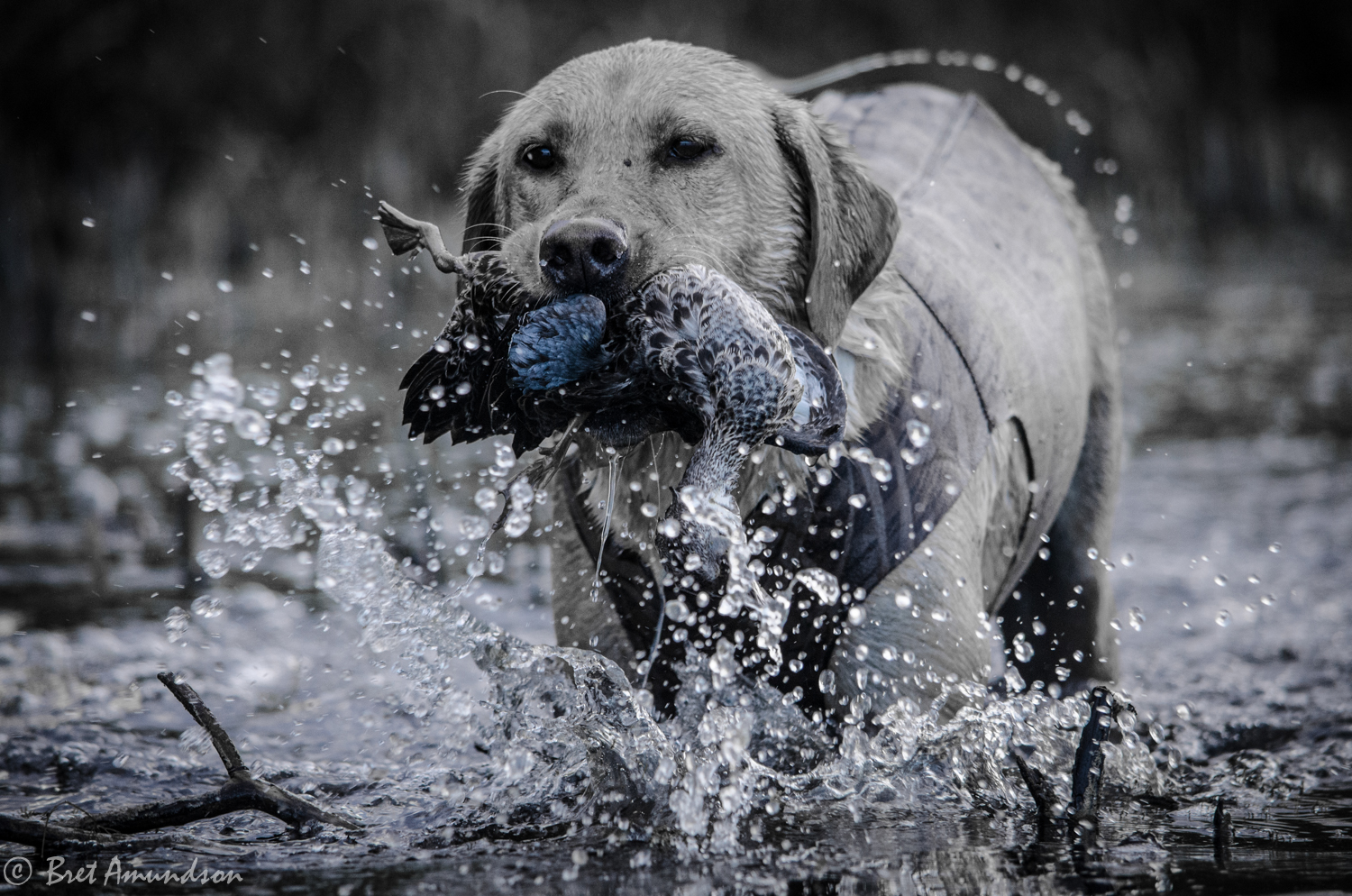2014 MN WATERFOWL SEASON UPDATE