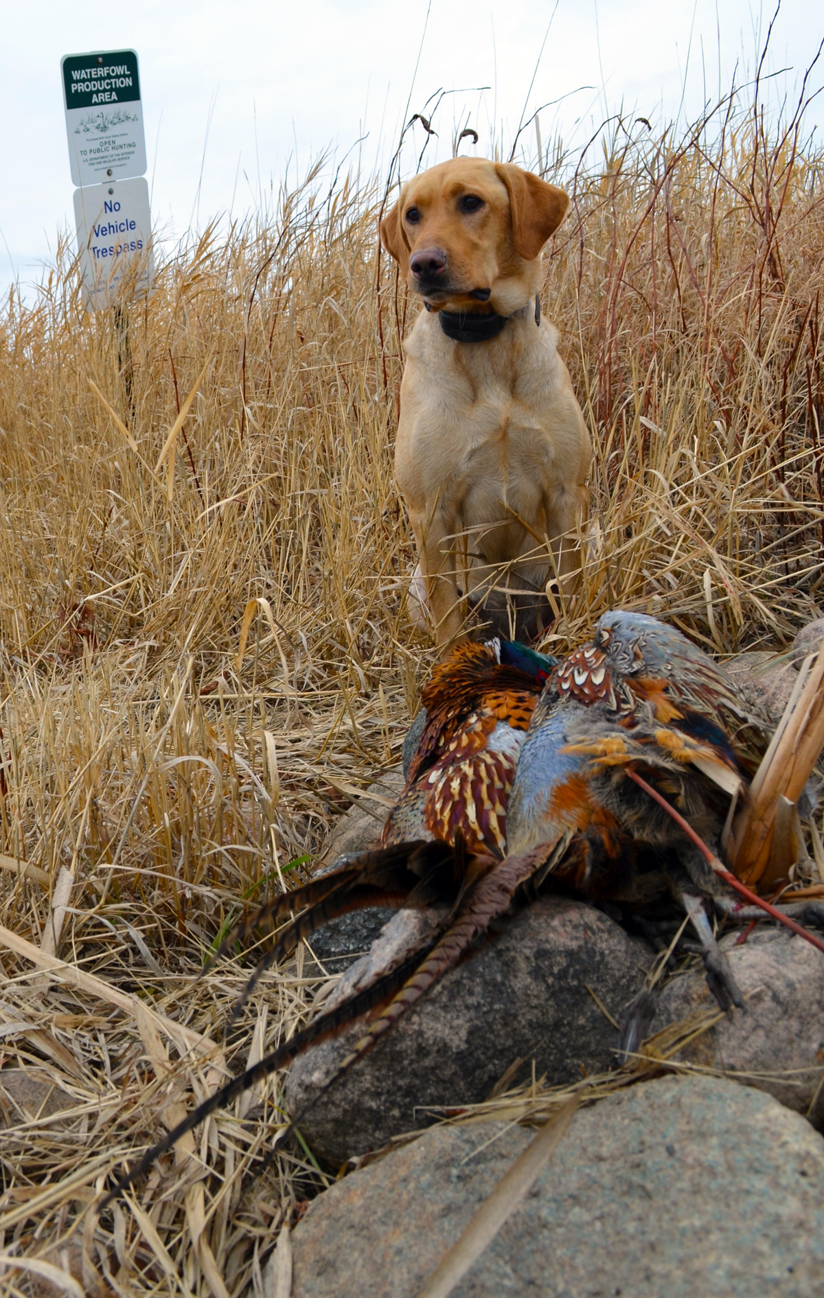If you planned on hunting waterfowl on public land, think again…