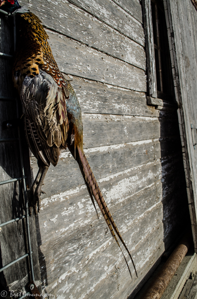 Pheasant Counts Complete