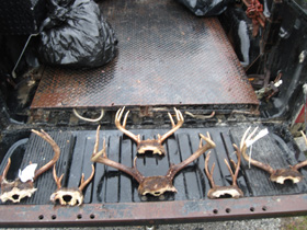 Baudette Man Pleads Guilt to Illegal Hunting Charges