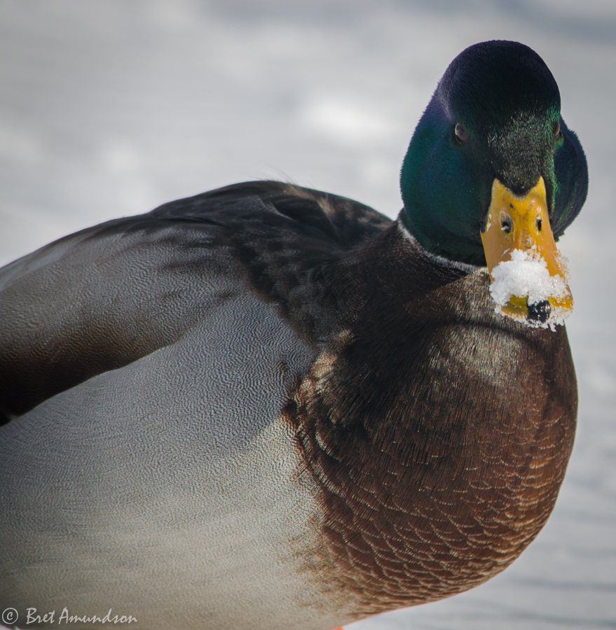 MNSJ RADIO: This week has Karin Holder from RAISED HUNTING, Matt Kargas from Minnes….