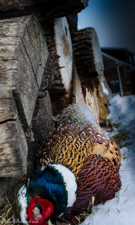 SJR | Week 527: Pheasant Season Preview