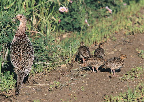 DAKOTA REPORT: A Look Back at 2013