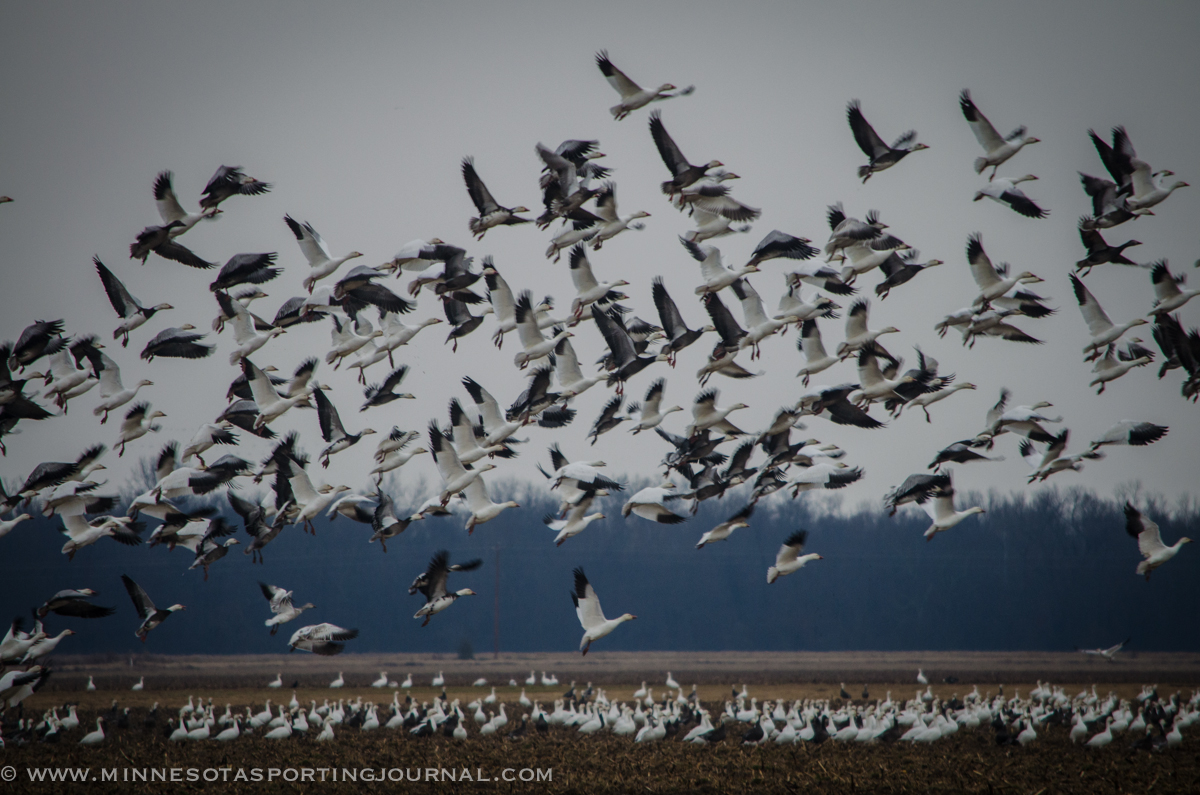 In the air with snow geese!  Video