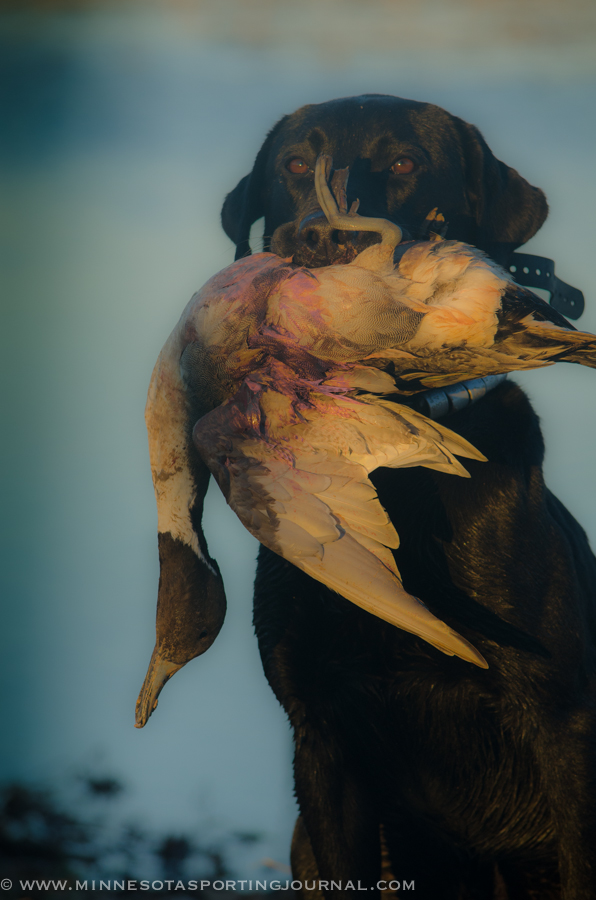 DEPLOYED DUCKMEN: THE VIDEO!