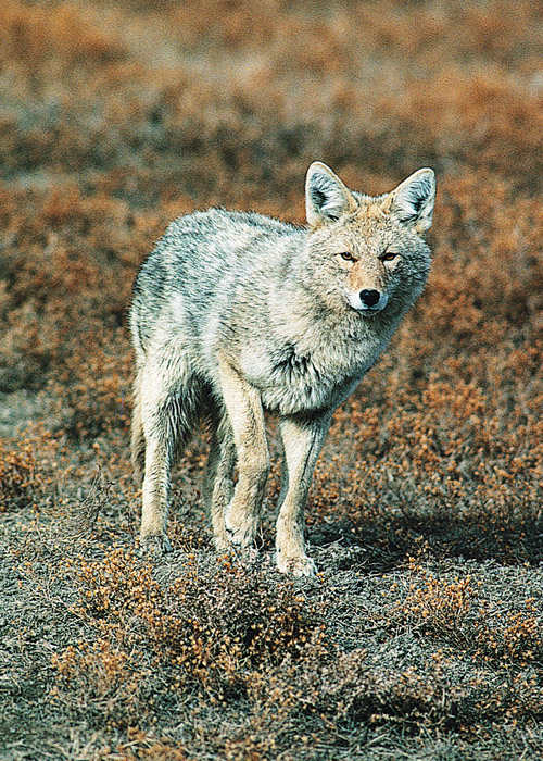 DAKOTA REPORT: System designed to aid predator hunters