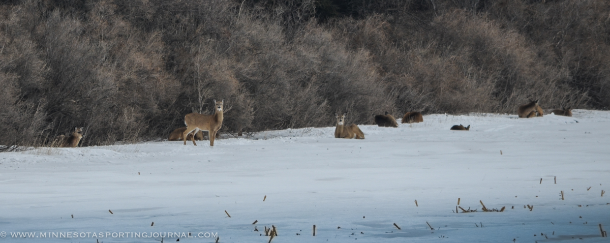 WEEKLY CO REPORT: From the DNR