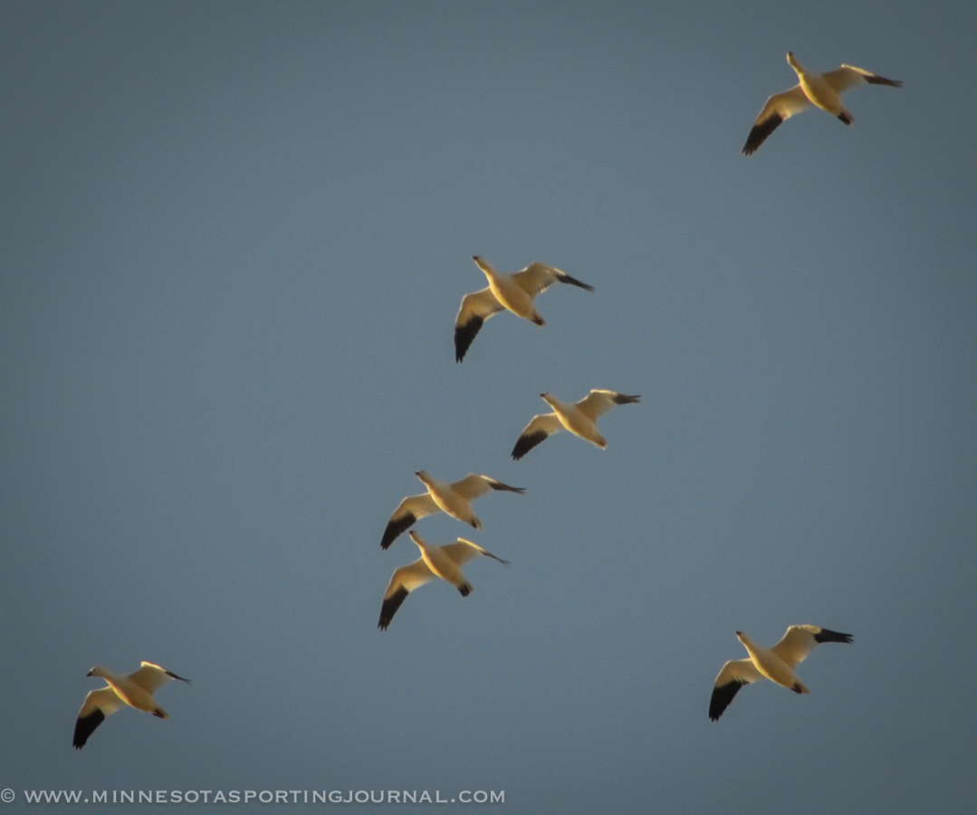 North Dakota Game and Fish: Animal Health Officials Monitoring Avian Influenza Outbreak