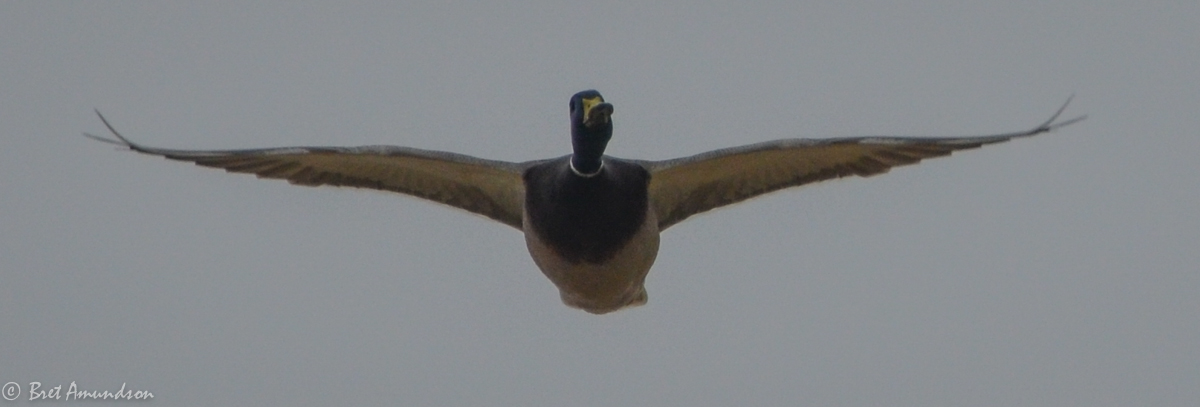 Ruh-Roh.  Weekly Minnesota game and fish violations!