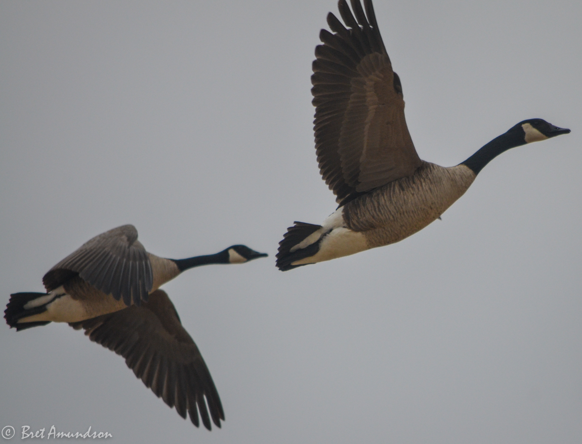 SJRadio On Demand: Why do we have an August Goose Season in North Dakota