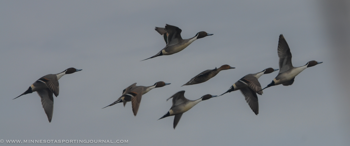 Finding Fur and Feathers Show #45: Alaska Duck Hunting, Mississippi Flyway Update, and Duck Reports