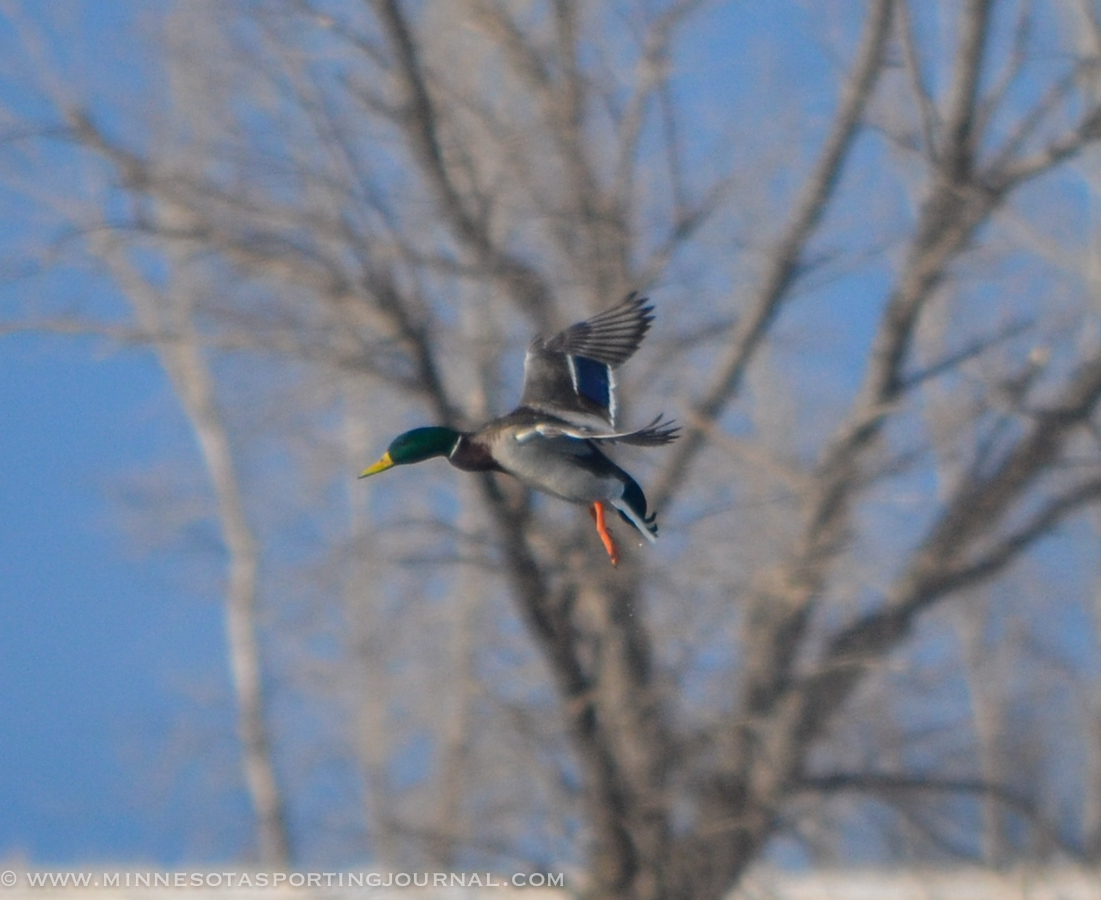 North Dakota Breeding Duck Numbers Decline Again