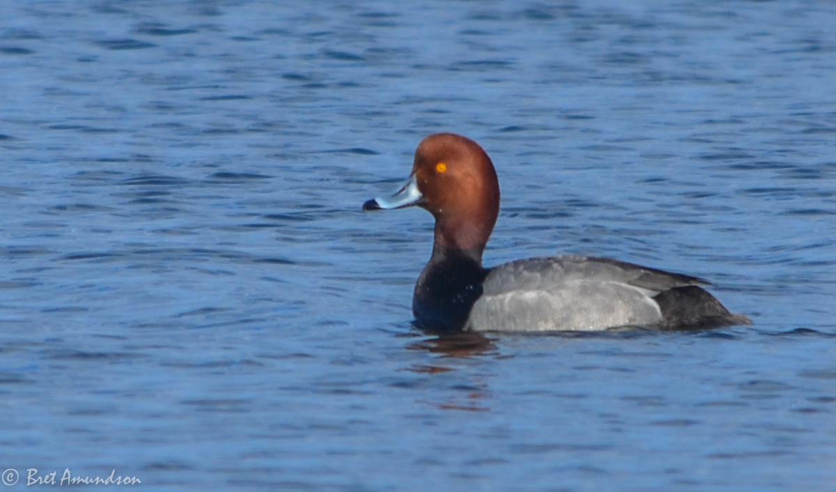 North Dakota Fall Flight Forecast Similar To Last Year