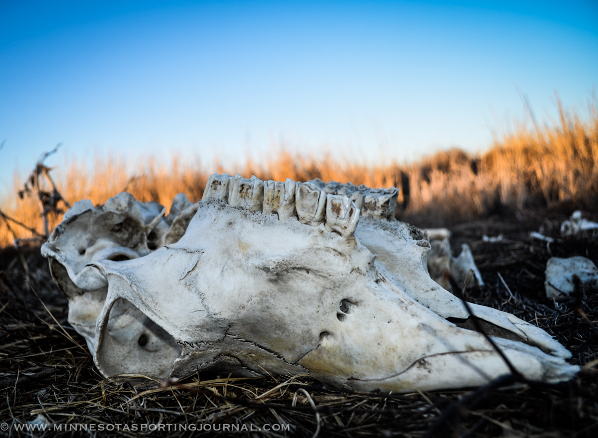 Game and Fish Violations from Minnesota