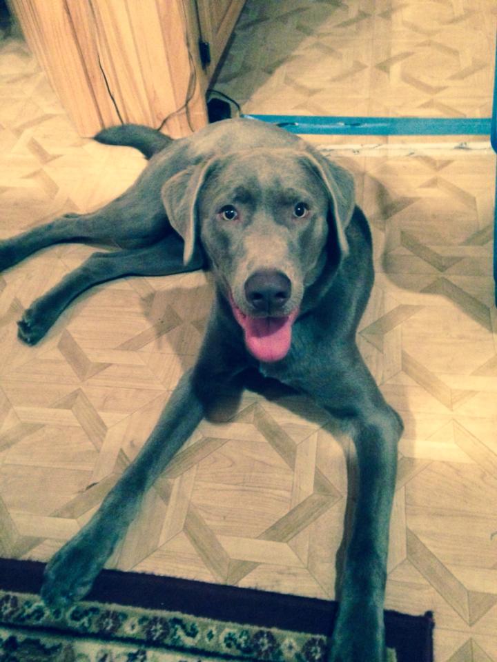 9-month-old Lab saves man during moose attack!