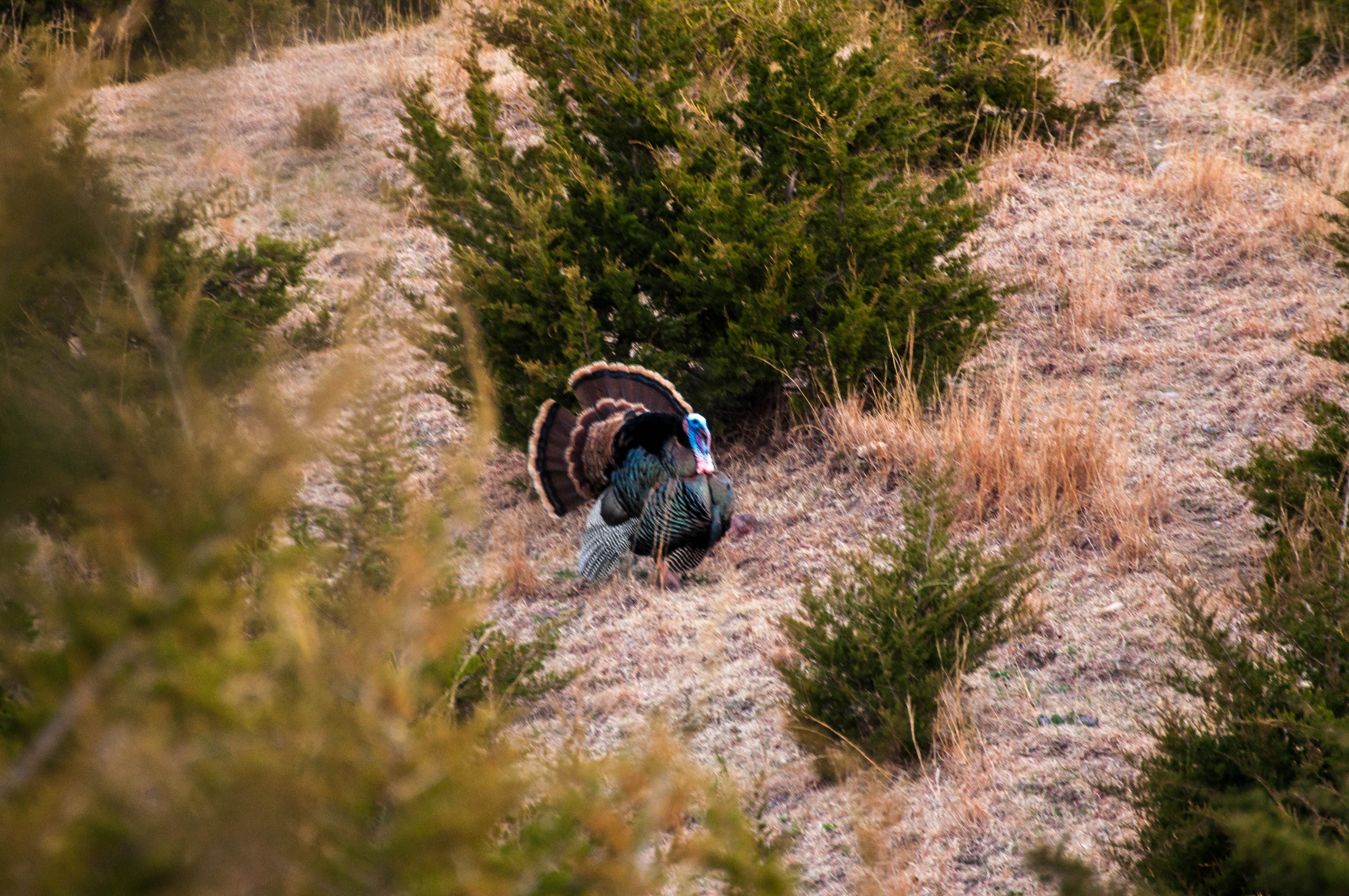 South Dakota Turkey “Experience”