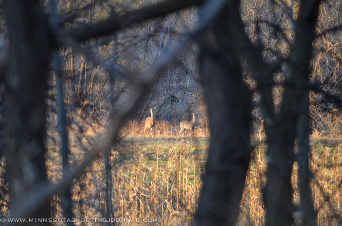 December CWD Hunt Offers Additional Deer Harvest Opportunities