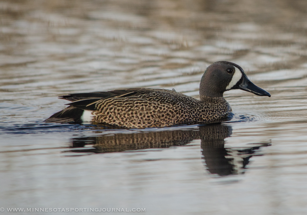 Show #458: New Waterfowl Regs for MN