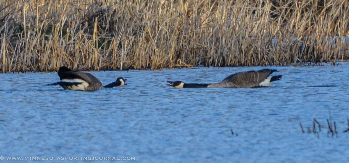 SJR | Week 518: How To Find Canada Geese in August & 34″ Walleyes