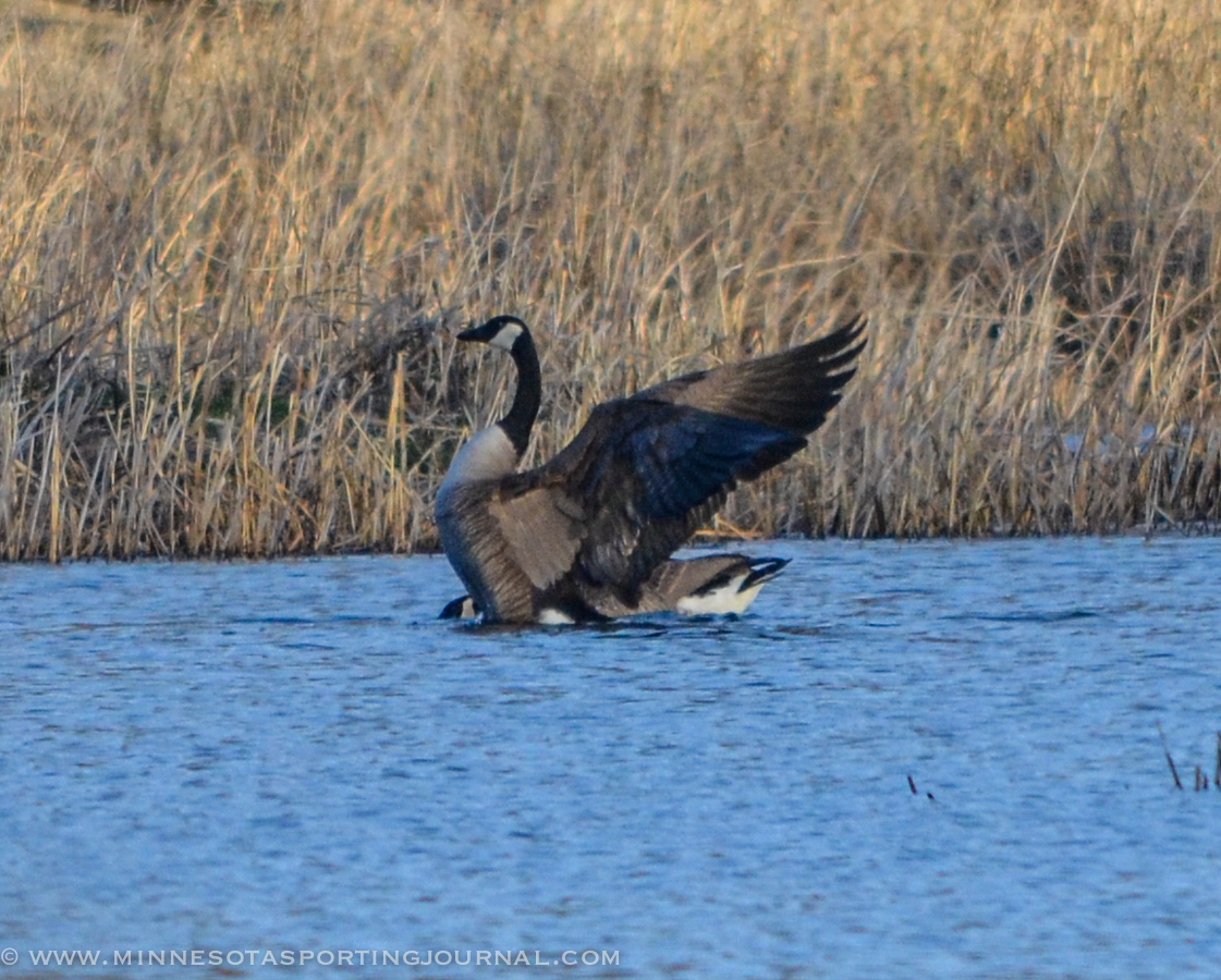 Weekly Game and Fish Violations in Minnesota