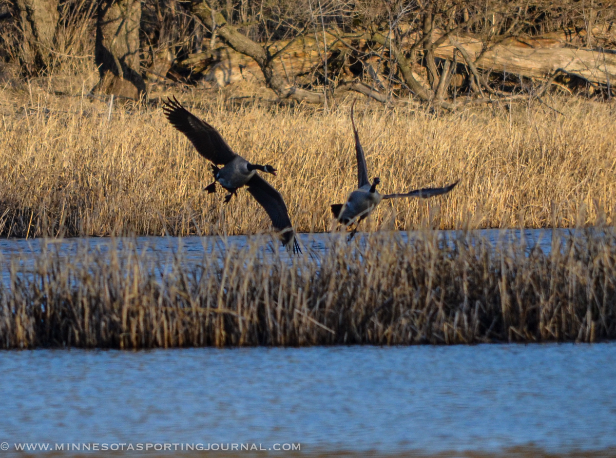 GEESE ARE NOISY:  I took at gander at a squabble