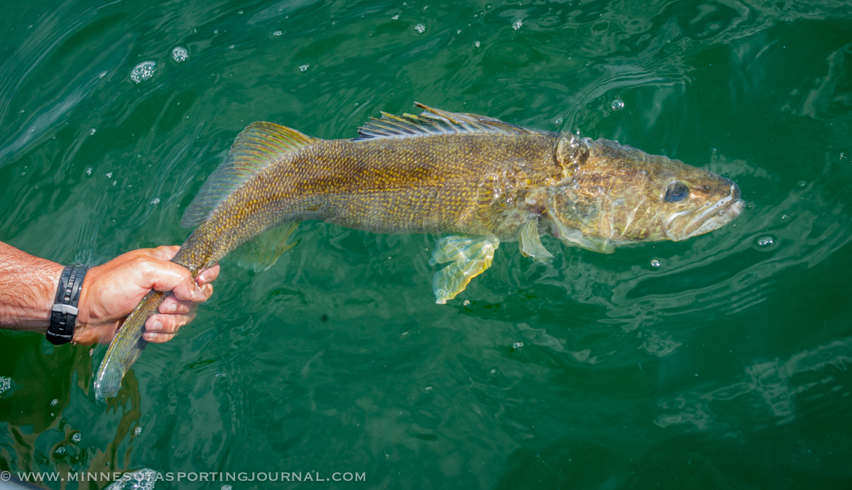 One-Fish Walleye Limit Set on Mille Lacs for Spring, Fall Fishing