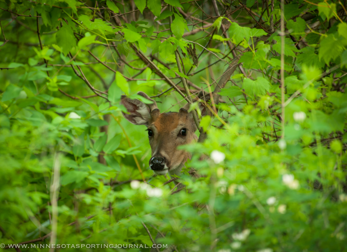 Deer Carcass Movement Restrictions In Place in 14 Deer Permit Areas in Minnesota