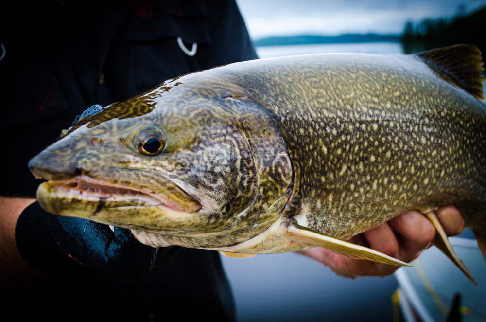Awesome Fathers Day Lake Trout Video