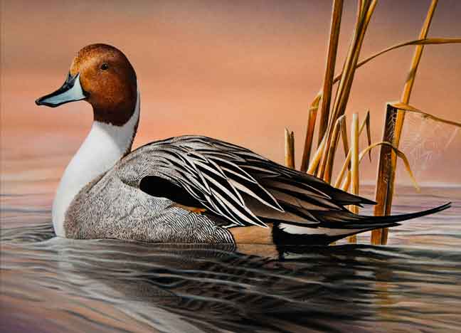 2015 WATERFOWL STAMP DESIGNS WANTED