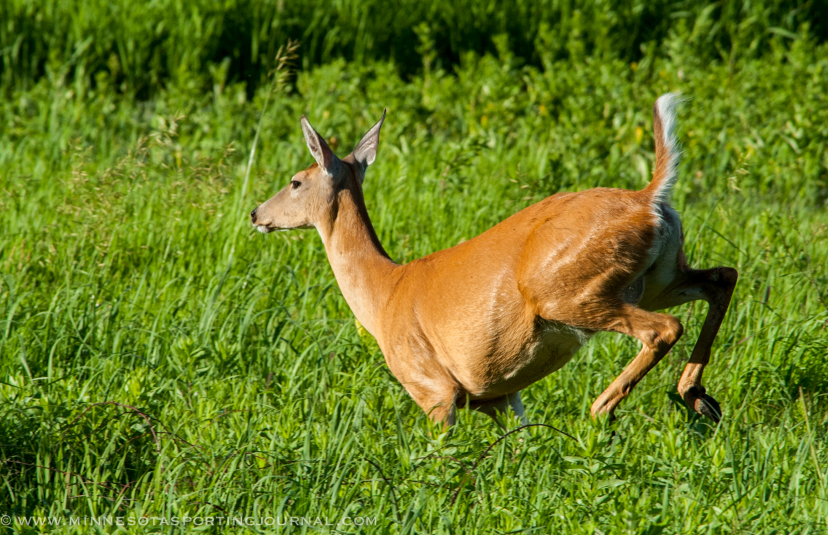 Minnesota Deer lottery application deadline is Sept. 7
