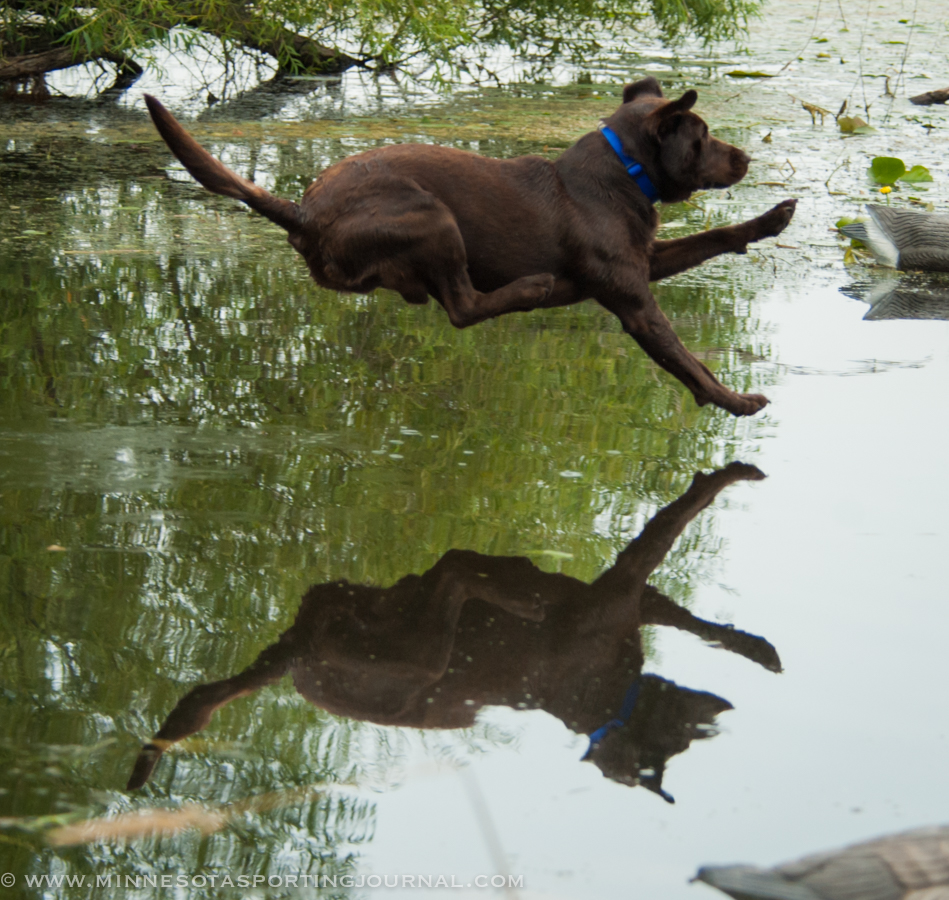 GAME FAIR: DAY 3 PICTURES!  Dogs everywhere!